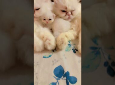 cute kitty with mom and so cute🥰🥰♥️ #cat #cute #kitten #子ネコ #赤ちゃん #好きな子猫 #cutecat #kucinganggora