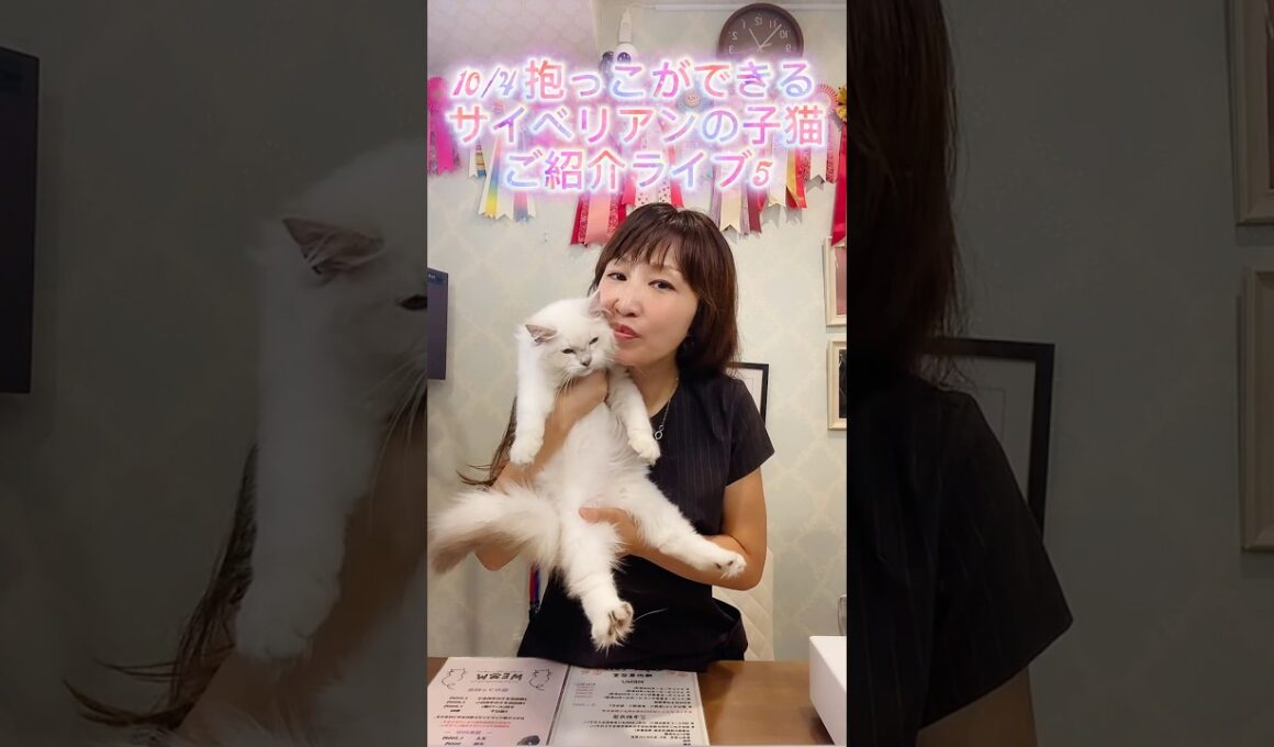 10/4 (土)12:15〜抱っこができる#サイベリアン の#子ネコ ご紹介ライブ5😻ご家族様募集中の可愛い子猫達が沢山登場します。子猫を抱っこしたい方は、ロイヤル・キャッツにお越し下さい😻