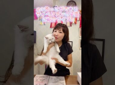 10/4 (土)12:15〜抱っこができる#サイベリアン の#子ネコ ご紹介ライブ5😻ご家族様募集中の可愛い子猫達が沢山登場します。子猫を抱っこしたい方は、ロイヤル・キャッツにお越し下さい😻