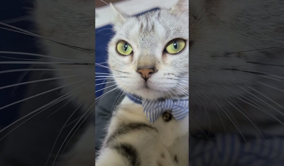【お帰りなさい合格】可愛い❤️アメリカンショートヘアーなこちゃん#shorts