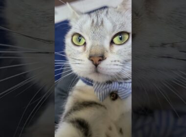 【お帰りなさい合格】可愛い❤️アメリカンショートヘアーなこちゃん#shorts