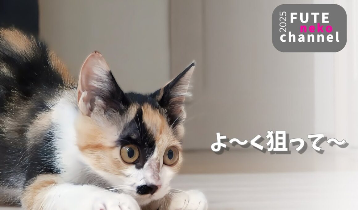 ガリガリだった子猫の大爆走【保護子猫】