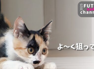 ガリガリだった子猫の大爆走【保護子猫】