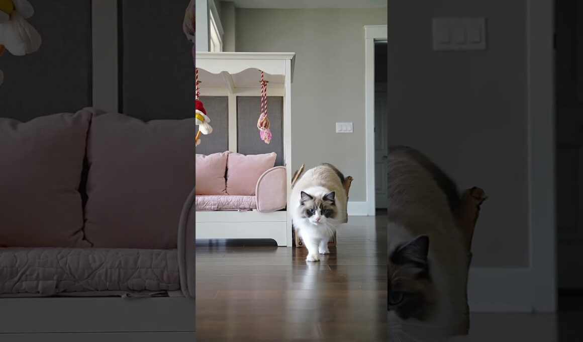 The $100 Cat Bed vs. the $0 Box… Guess Which One He Picked 😂