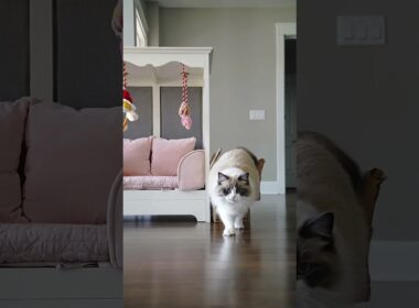 The $100 Cat Bed vs. the $0 Box… Guess Which One He Picked 😂