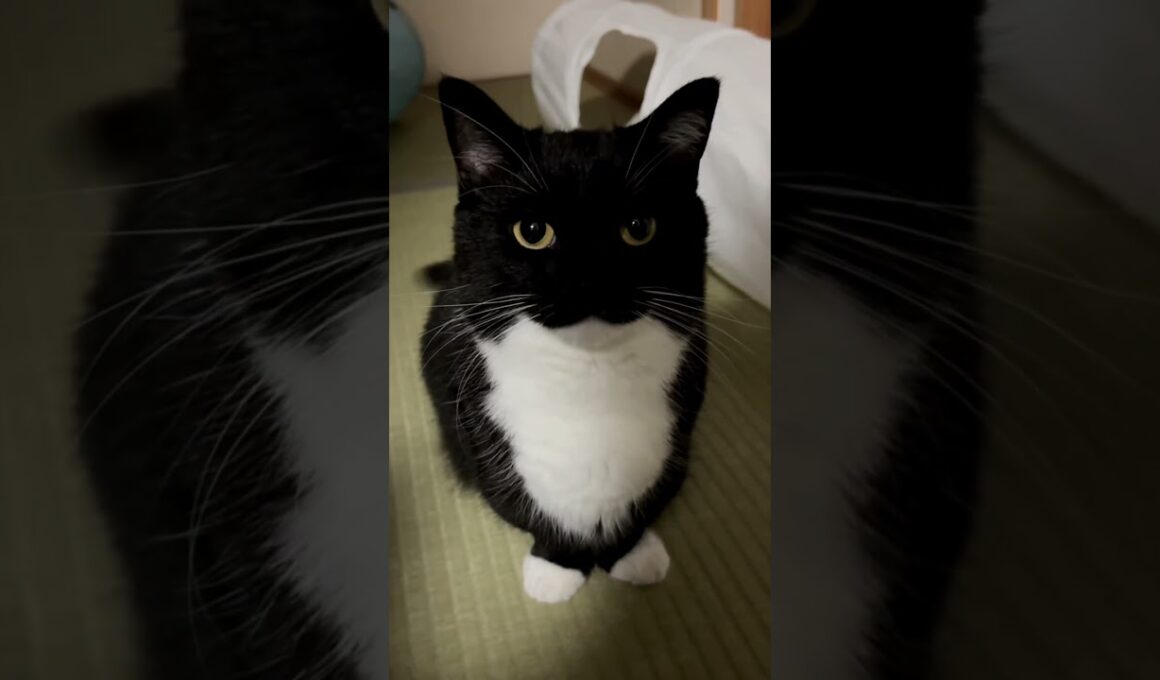 This is Uni :3 #shorts #cat #猫 #maxwell #uni #うに