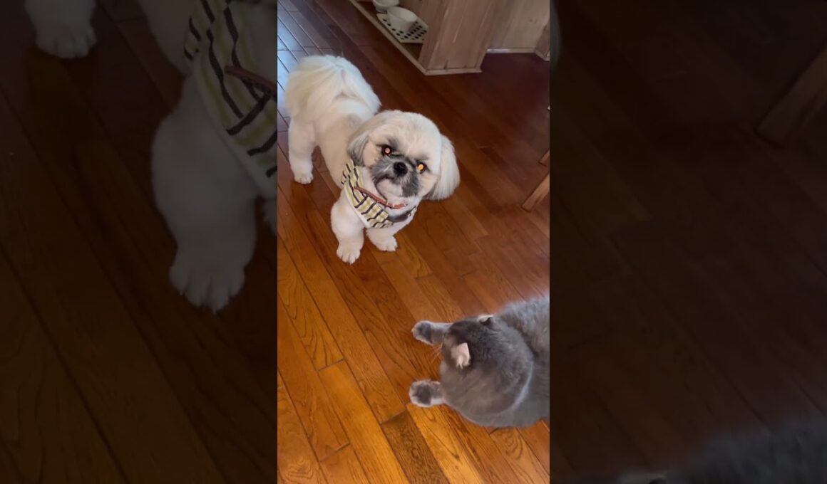 友達？ #ねこ動画 #アメリカンカール #catshorts #カールくん