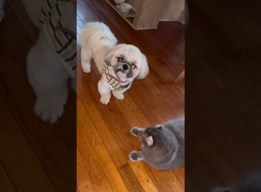 友達？ #ねこ動画 #アメリカンカール #catshorts #カールくん