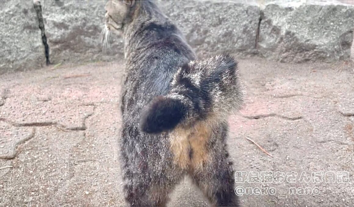 甘えたい時も警備を怠らないキジトラの健気な後ろ姿が可愛い(ミーちゃん)