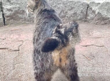 甘えたい時も警備を怠らないキジトラの健気な後ろ姿が可愛い(ミーちゃん)