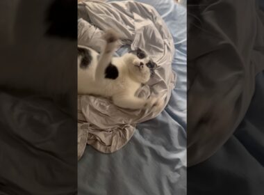 戯れるぼんちゃん　#ネコ#cat #スコティッシュフォールド #ねこ #白黒猫 #ハチワレ #猫