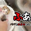 子猫が汚れていたのでシャンプーしたらほぼ全員○○○だった【保護猫生活】