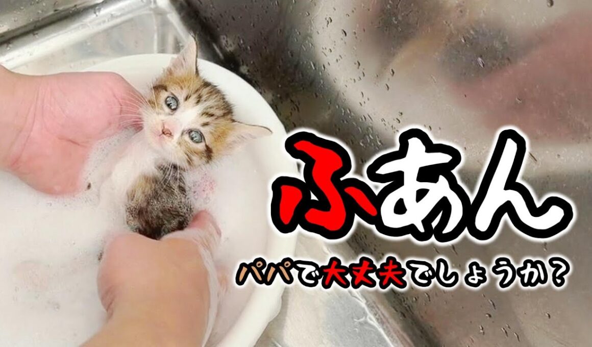 子猫が汚れていたのでシャンプーしたらほぼ全員○○○だった【保護猫生活】