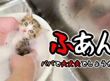 子猫が汚れていたのでシャンプーしたらほぼ全員○○○だった【保護猫生活】