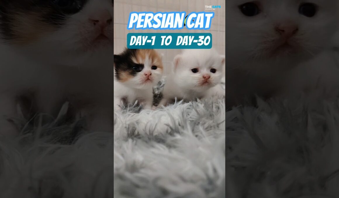 P-280 ➡️ Persian Kitten 🐾 Day-1 To Day-30 😺