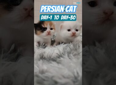 P-280 ➡️ Persian Kitten 🐾 Day-1 To Day-30 😺