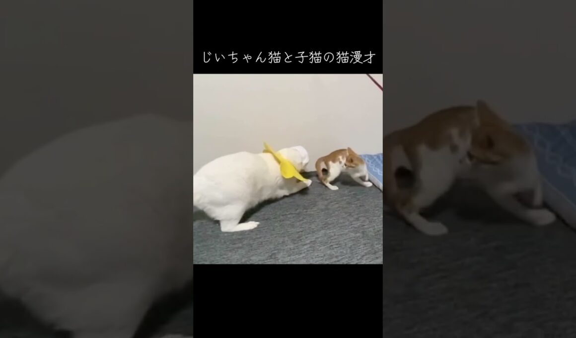 【曲付き再演】じいちゃん猫と孫子猫の猫漫才 #cat  #猫  #ねこ  #animal #cute #猫のいる暮らし #shorts