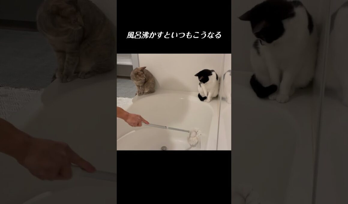 猫がいる家でお風呂沸かすとこうなる／ #猫 #子猫 #保護猫
