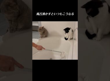 猫がいる家でお風呂沸かすとこうなる／ #猫 #子猫 #保護猫