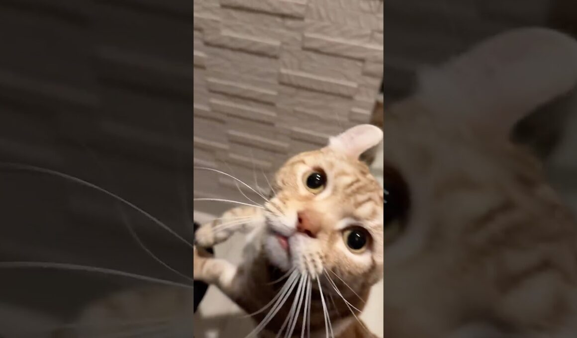 おかえりなさいーーーーい #cat #ねこのいる生活 #アメリカンカール