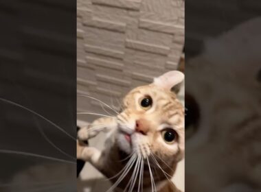 おかえりなさいーーーーい #cat #ねこのいる生活 #アメリカンカール