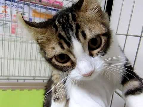 【9/3撮影】2017/5/5生まれのアメリカンカールの男の子