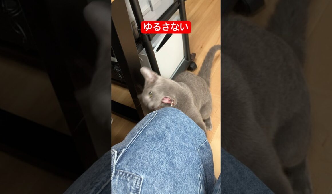 仕事中だから無視しすぎたら怒られた飼い主#ロシアンブルー #猫