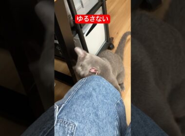 仕事中だから無視しすぎたら怒られた飼い主#ロシアンブルー #猫