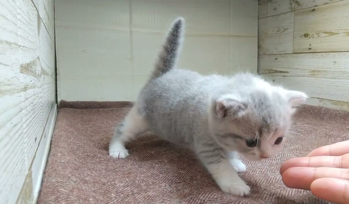 マンチカン ショートヘア予想のダイリュートキャリコ♪