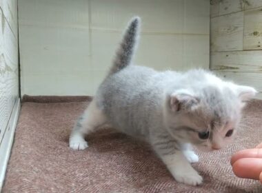 マンチカン ショートヘア予想のダイリュートキャリコ♪