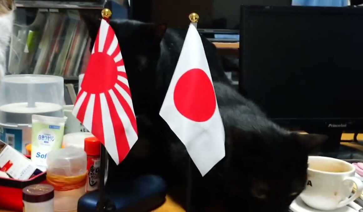 【日本猫】日本国旗と今日のにゃんこ #黒三毛ブラザーズ 2025.9.28