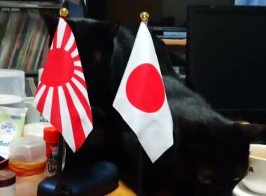 【日本猫】日本国旗と今日のにゃんこ #黒三毛ブラザーズ 2025.9.28