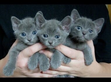 Korat Cat and Kittens | History of the Thai Historical Breed