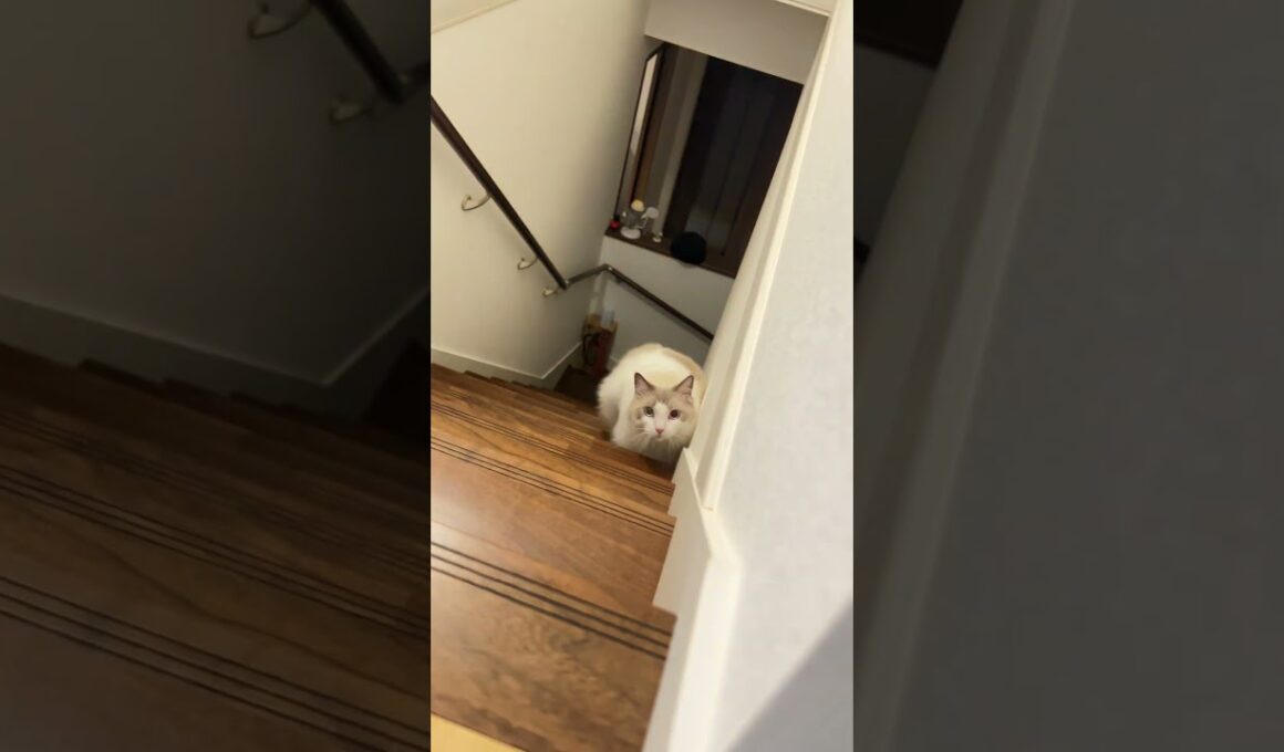 だるまさんが転んだ #cat #ラグドール＃猫