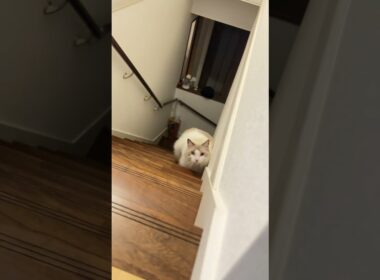 だるまさんが転んだ #cat #ラグドール＃猫