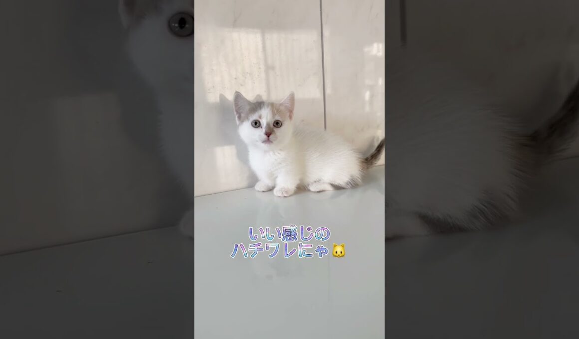 【ホワイト多め】短足マンチカンちゃん♥️ 【お問合せ詳細は説明欄に記載あります】 #ラパーマ #ブリーダー直販 #マンチカン #子猫 #猫 #ミヌエット #猫のいる暮らし #子猫販売 #猫動画