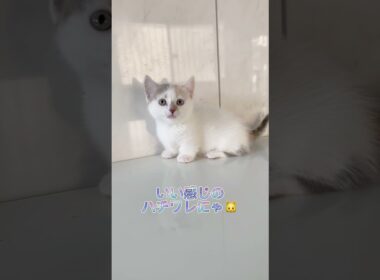 【ホワイト多め】短足マンチカンちゃん♥️ 【お問合せ詳細は説明欄に記載あります】 #ラパーマ #ブリーダー直販 #マンチカン #子猫 #猫 #ミヌエット #猫のいる暮らし #子猫販売 #猫動画