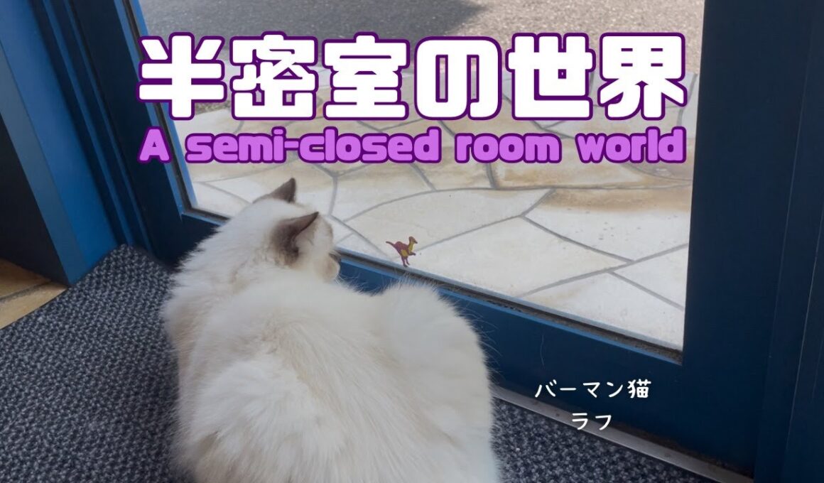 バーマン猫ラフ【半密室の世界】A semi-closed room world（バーマン猫）Birman/Cat