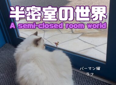 バーマン猫ラフ【半密室の世界】A semi-closed room world（バーマン猫）Birman/Cat