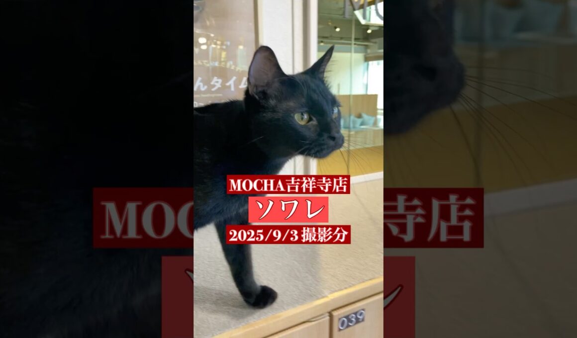 🐱 ソワレ 🐱　(ボンベイ ♂)　猫カフェMOCHA吉祥寺店　2025/9/3 撮影分　#cat  #ねこ #日替わり猫カフェにゃんこ