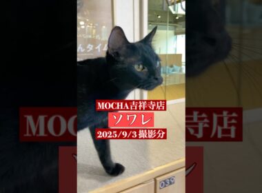 🐱 ソワレ 🐱　(ボンベイ ♂)　猫カフェMOCHA吉祥寺店　2025/9/3 撮影分　#cat  #ねこ #日替わり猫カフェにゃんこ