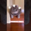 angry cat #ねこ動画 #アメリカンカール #catshorts