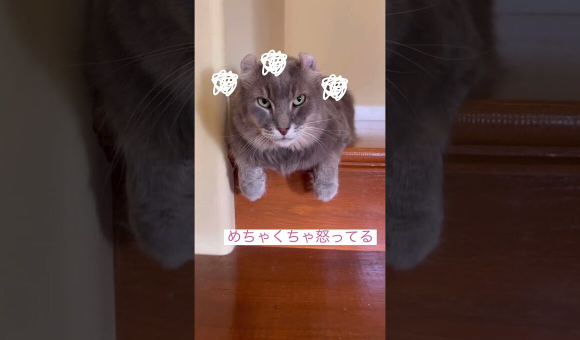 angry cat #ねこ動画 #アメリカンカール #catshorts