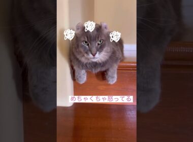 angry cat #ねこ動画 #アメリカンカール #catshorts