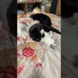 シャムの子ネコ雫と黒猫姉妹くー、黒夢。くーだけ、起きてて、ヒマそうに
