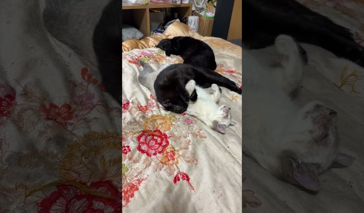 シャムの子ネコ雫と黒猫姉妹くー、黒夢。くーだけ、起きてて、ヒマそうに