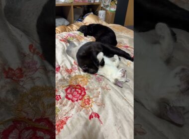 シャムの子ネコ雫と黒猫姉妹くー、黒夢。くーだけ、起きてて、ヒマそうに