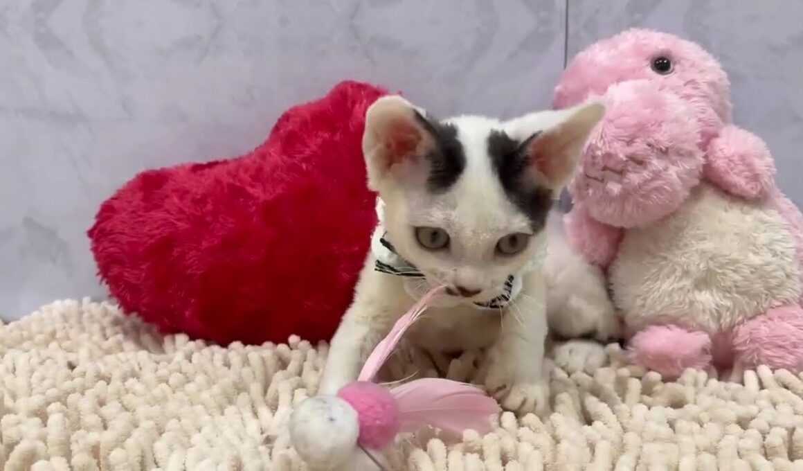 デボンレックス　♂ 8/3