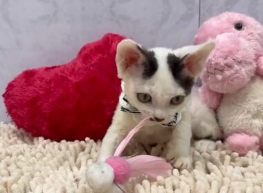 デボンレックス　♂ 8/3