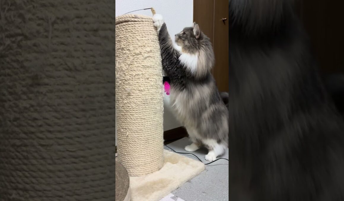 爪研ぎと猫じゃらし #ノルウェージャンフォレストキャット #猫のいる暮らし #cat #ねこ #猫 #猫動画 #猫じゃらし